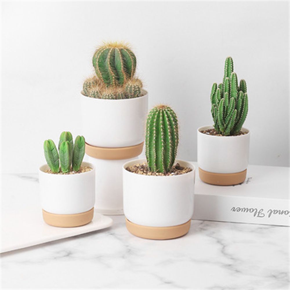 Cactus Mix Pot - Maceta Redonda para Cactus y Suculentas,