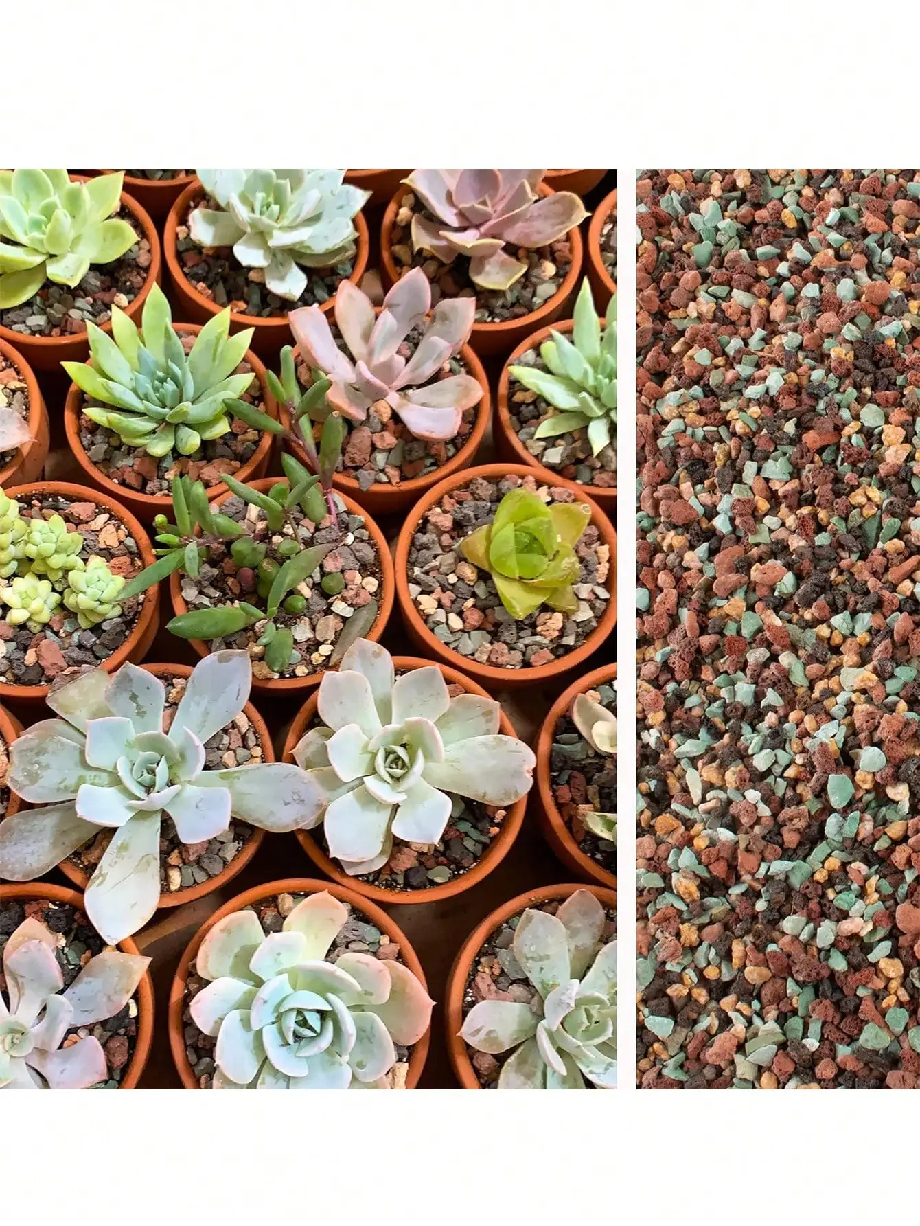 Cactus Mix Pot - Mezcla de guijarros de roca de