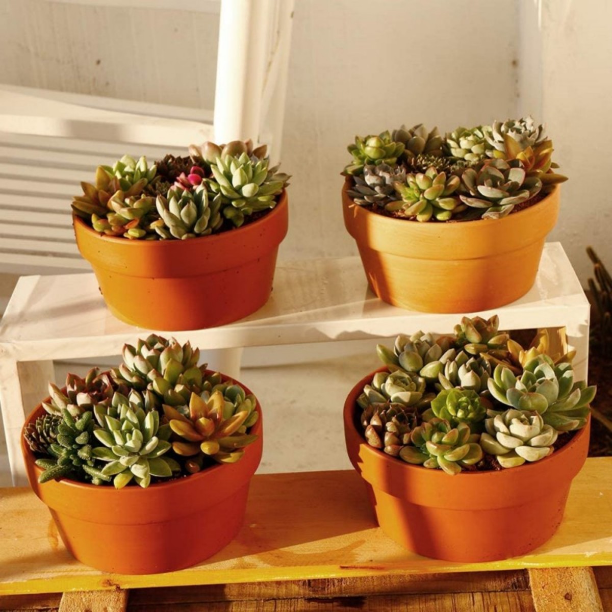 6 uds macetas de terracota Bul - Cactus Mix Pot reseña y precio