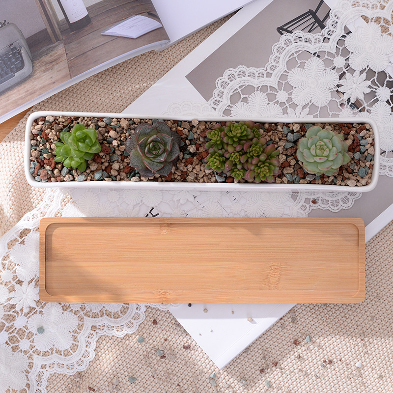 Maceta suculenta de cerámica b - Cactus Mix Pot reseña y precio