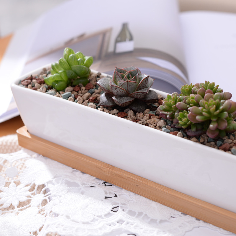 Maceta suculenta de cerámica b - Cactus Mix Pot reseña y precio